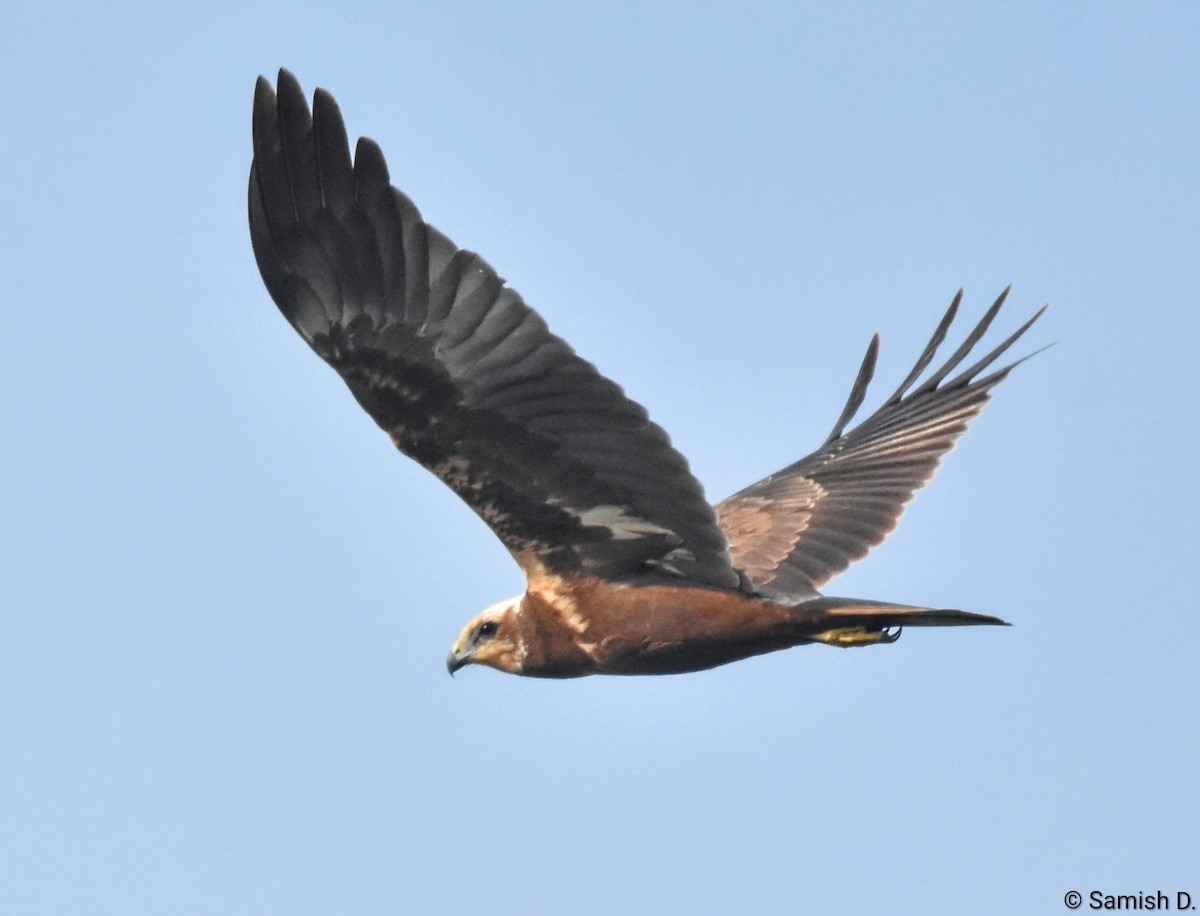 Zingira-mirotz eurasiarra - ML646167499