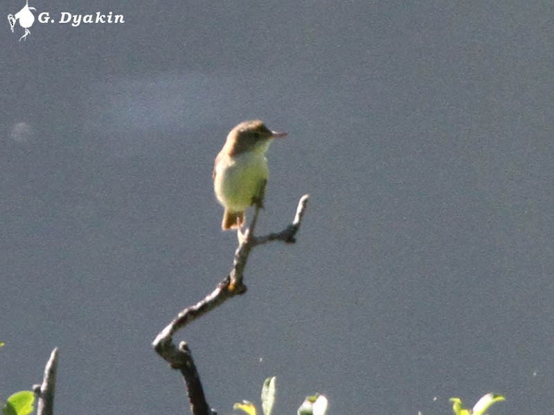 Booted/Sykes's Warbler - ML646167500