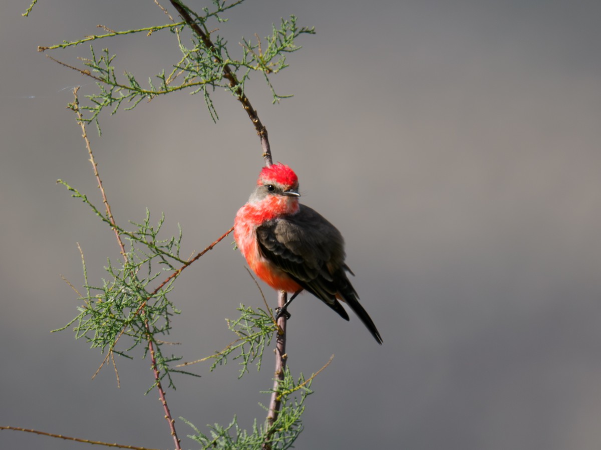 Vermilion Flycatcher - ML646167501