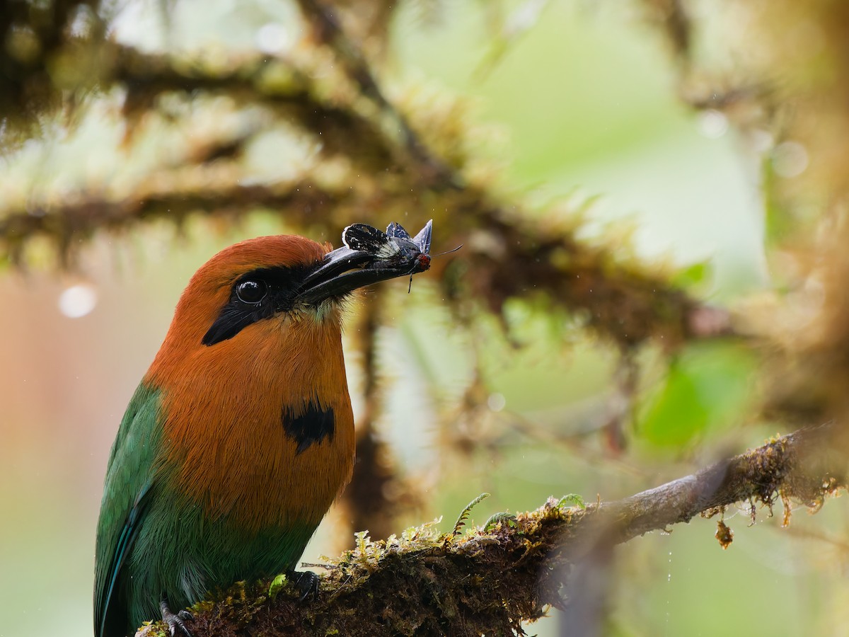 Broad-billed Motmot - ML646167502