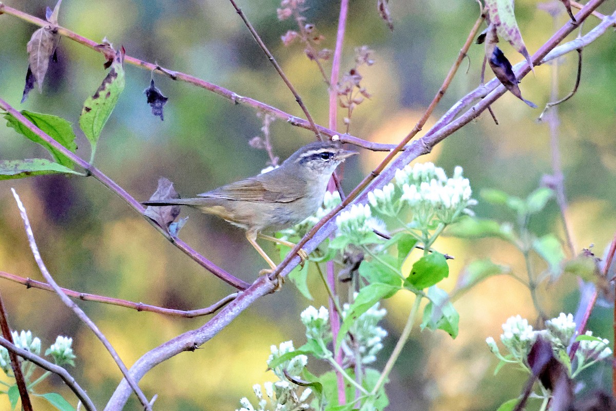 Radde's Warbler - ML646167503