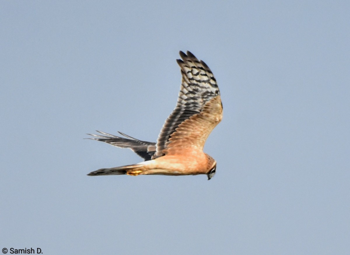 Pallid Harrier - ML646167504