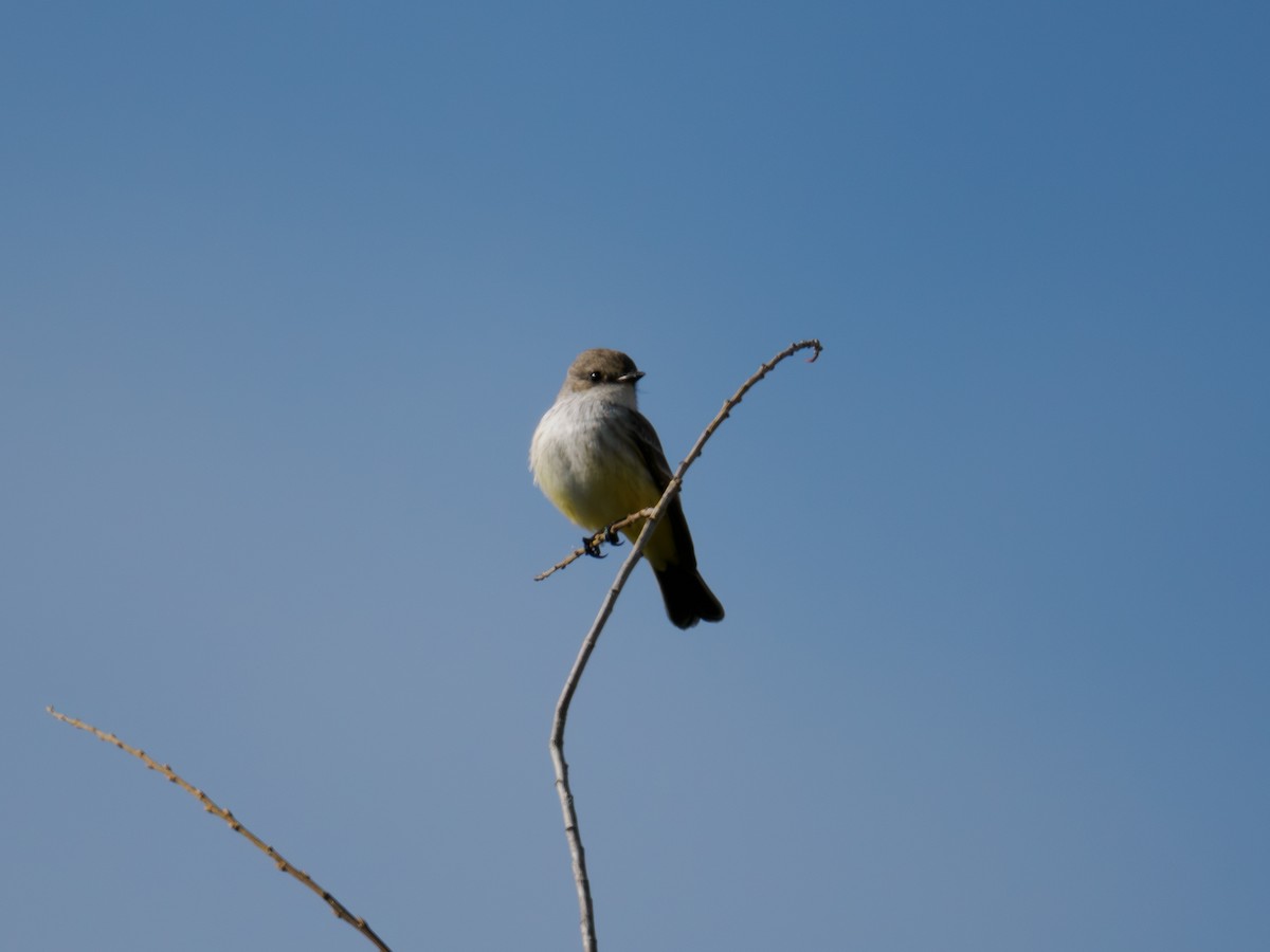 Vermilion Flycatcher - ML646167508