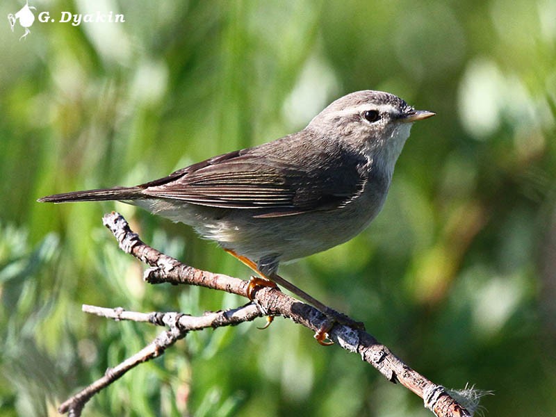 עלווית כהה - ML646167509