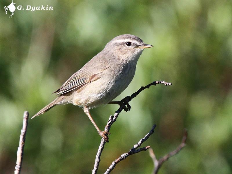עלווית כהה - ML646167510