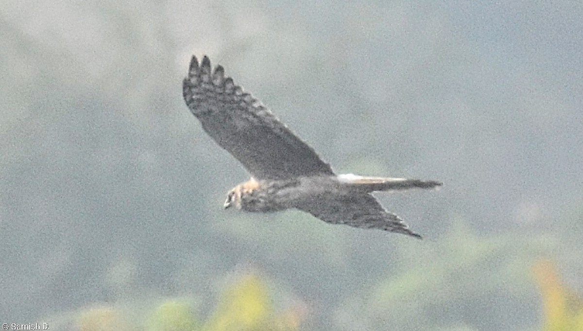 Pallid Harrier - ML646167511