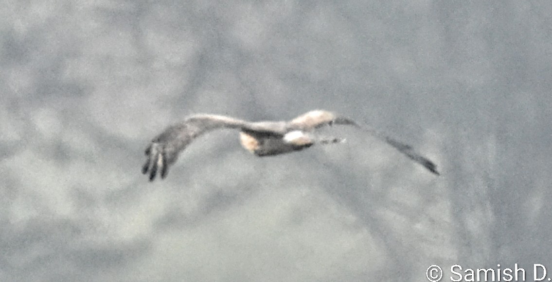 Pallid Harrier - ML646167512