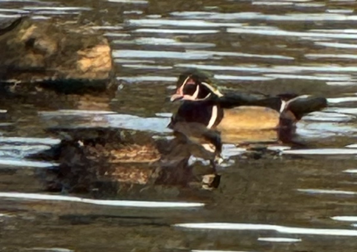 Wood Duck - ML646167513