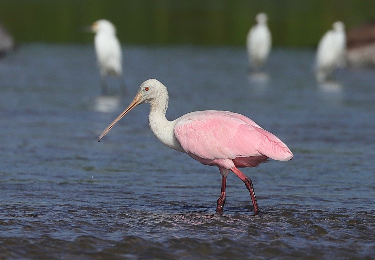 Roseate Spoonbill - ML646167520