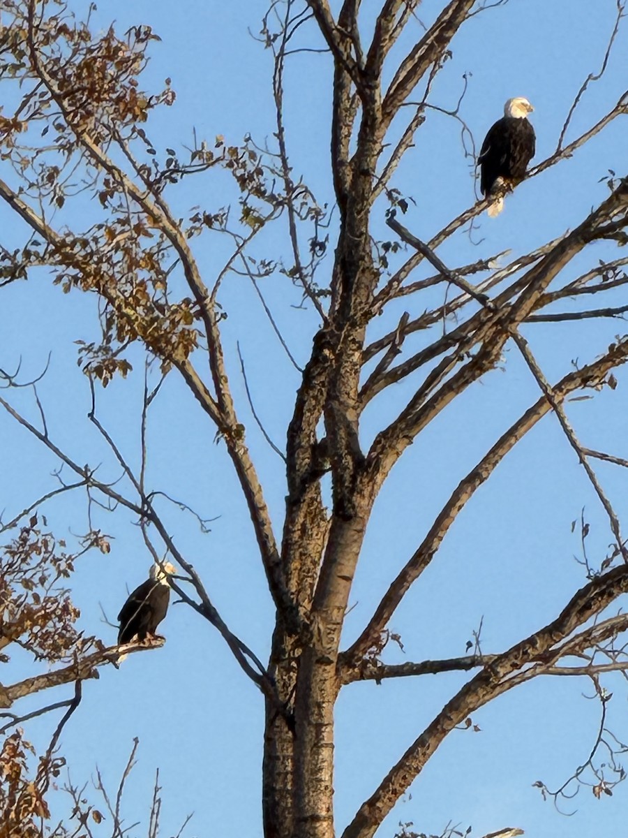Bald Eagle - ML646167521