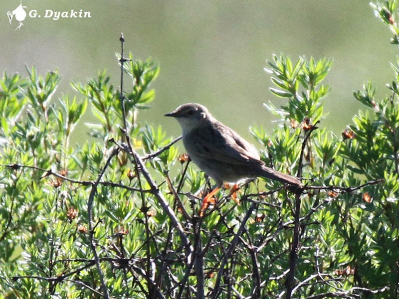 Обыкновенный сверчок - ML646167526