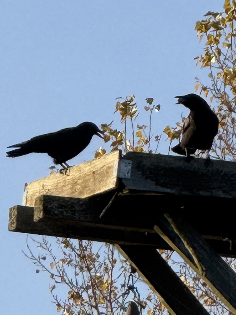 American Crow - ML646167534