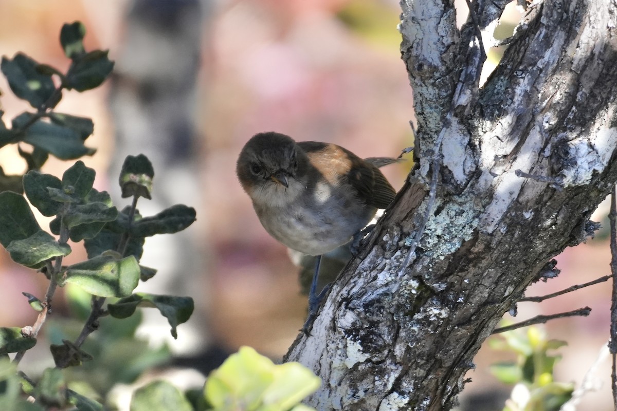 Hawaii Elepaio - ML646167535