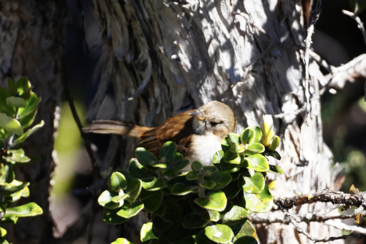 Hawaii Elepaio - ML646167536