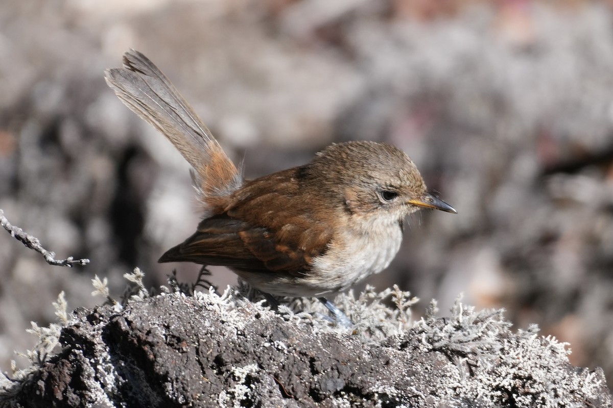 Hawaii Elepaio - ML646167537