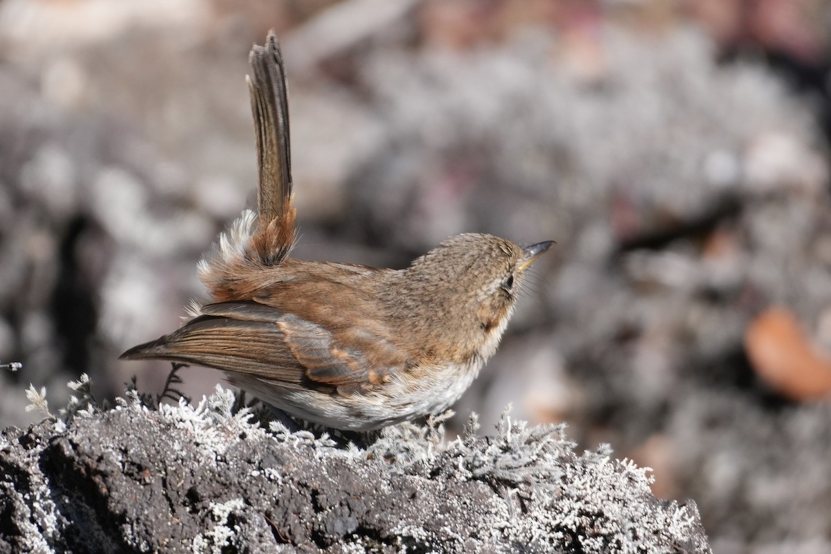 Hawaii Elepaio - ML646167538