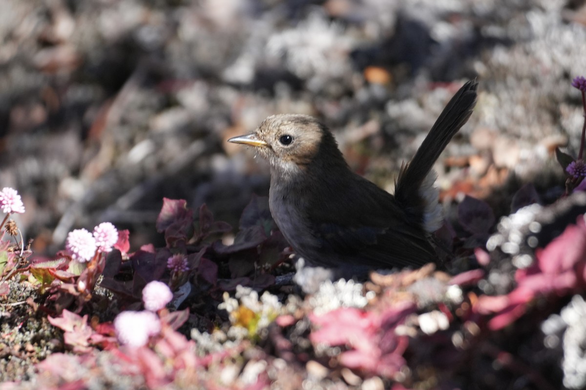 Hawaii Elepaio - ML646167539