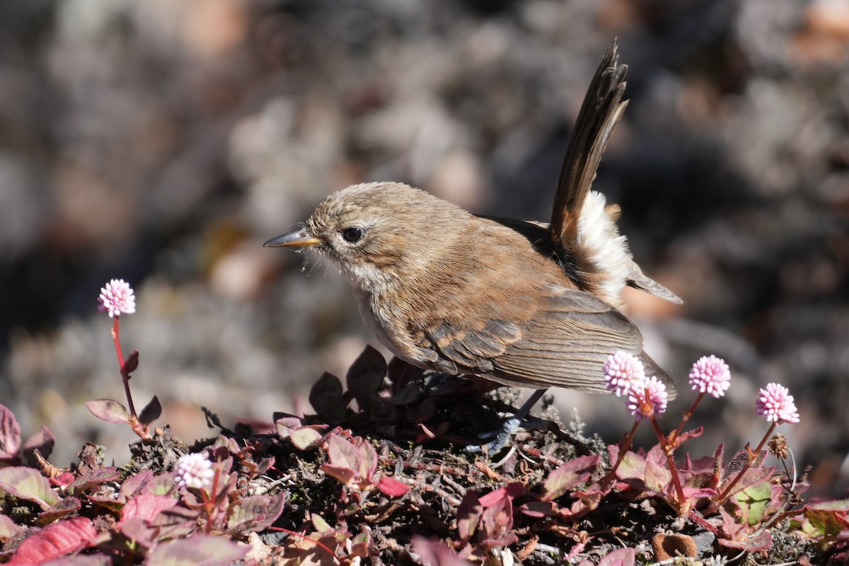 Hawaii Elepaio - ML646167540