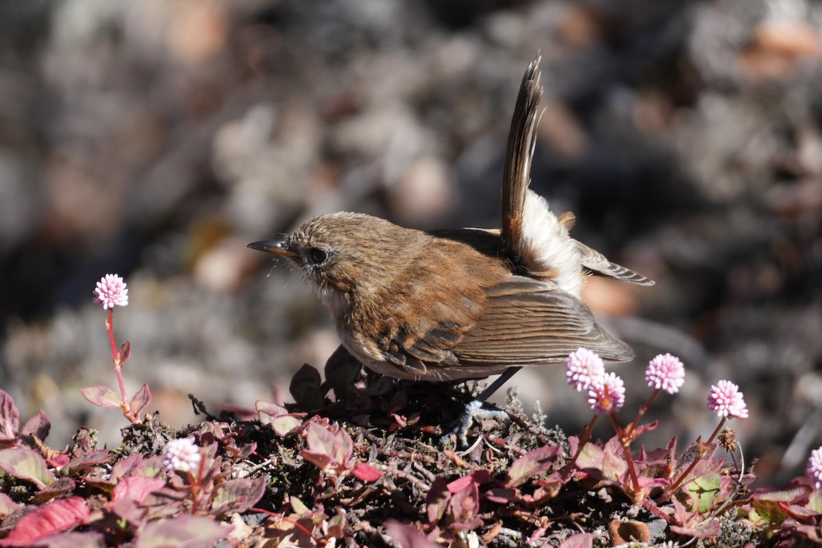 Hawaii Elepaio - ML646167541