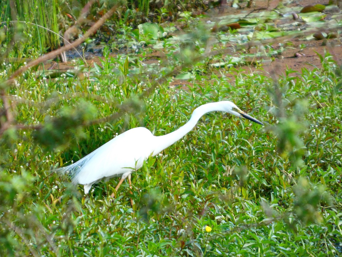 Great Egret - ML646167543