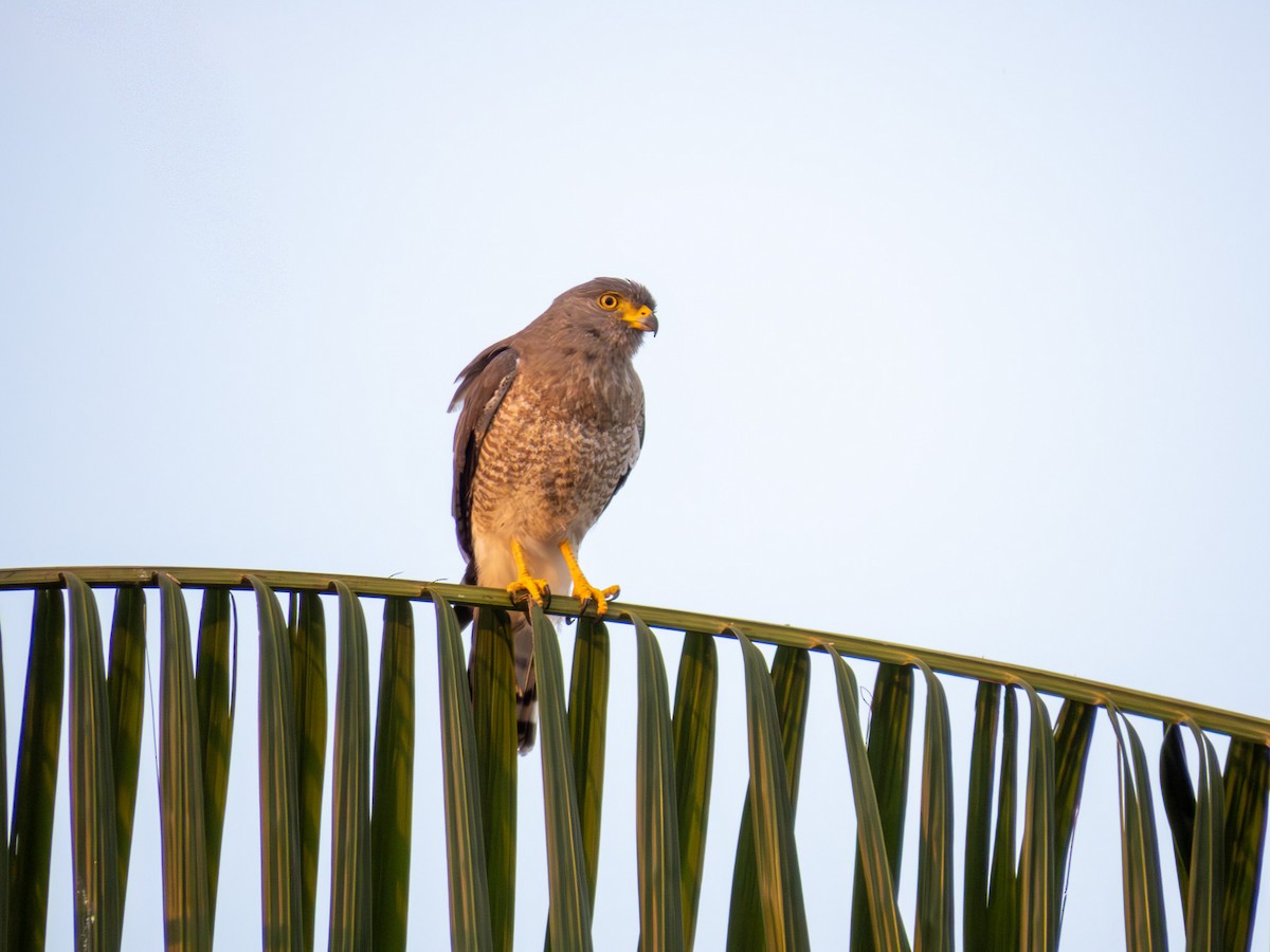 Roadside Hawk - ML646167544