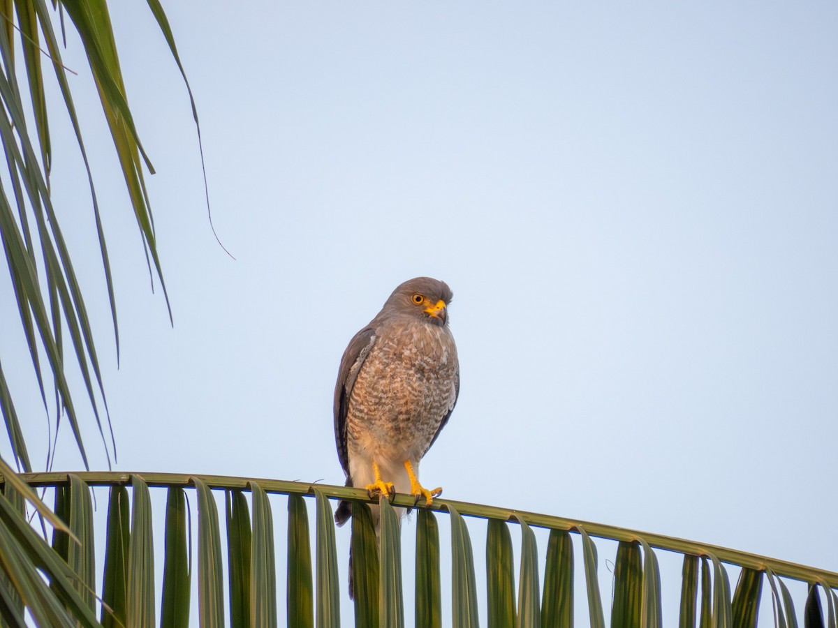 Roadside Hawk - ML646167545
