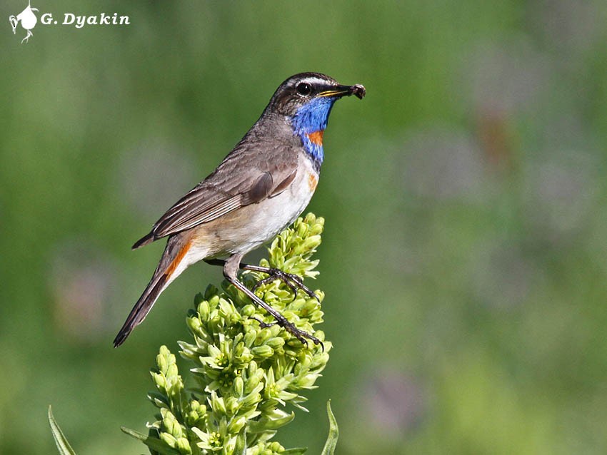 Bluethroat - ML646167546