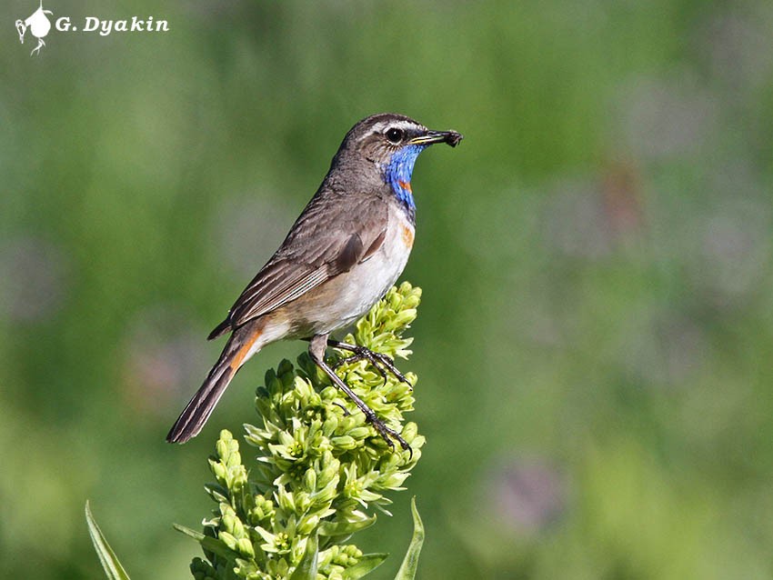Bluethroat - ML646167547