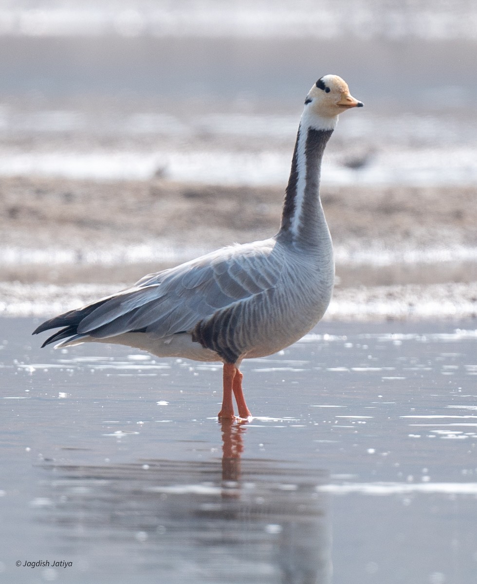 Bar-headed Goose - ML646167548