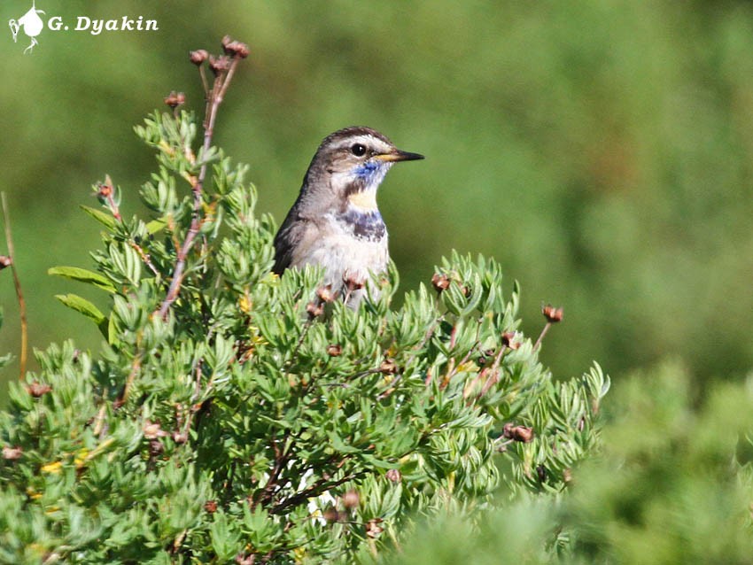 Bluethroat - ML646167549