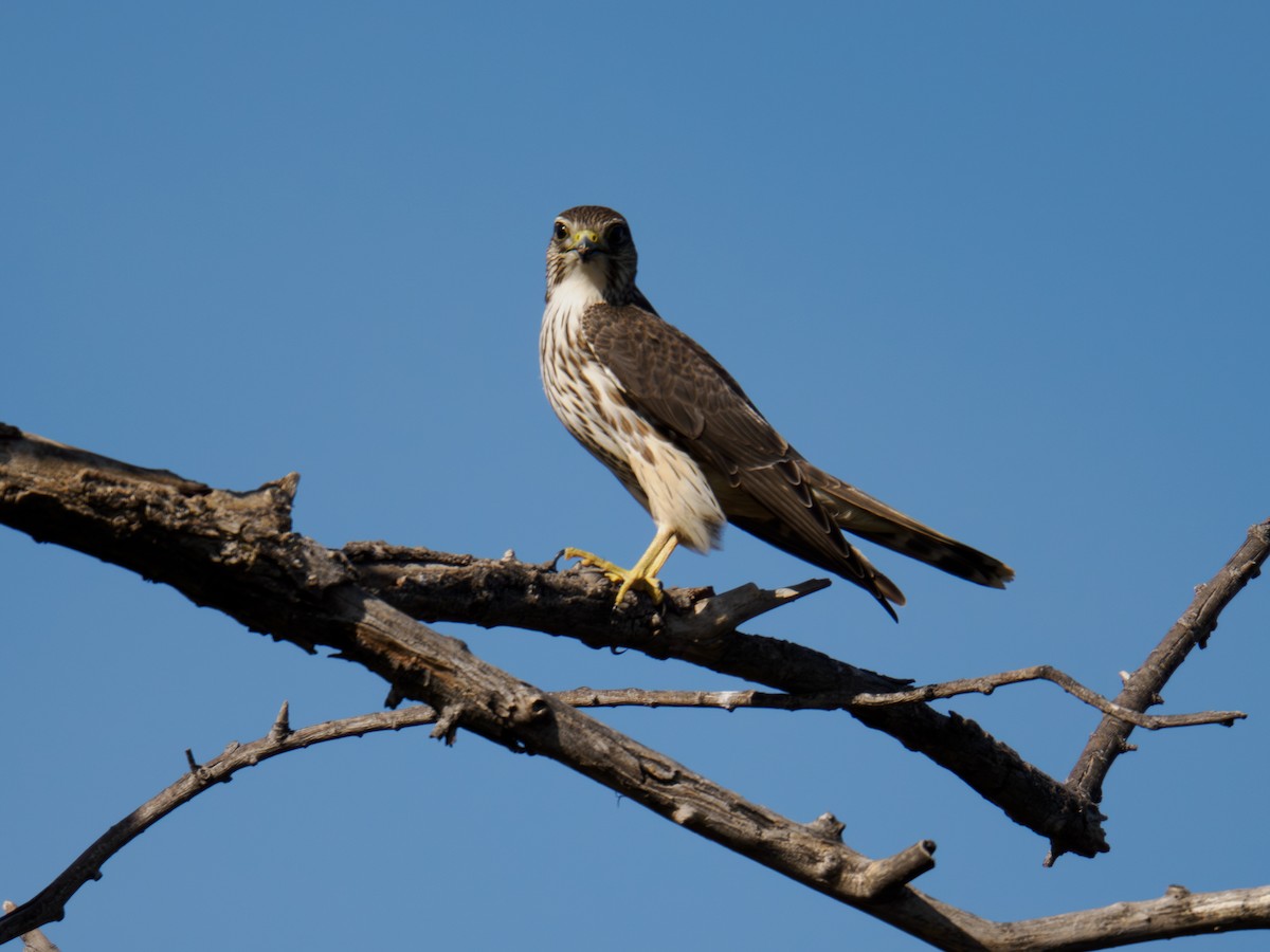 Merlin - ML646167550