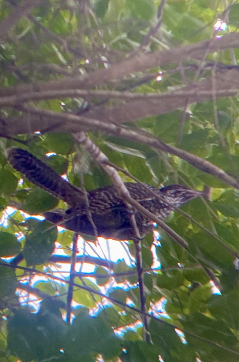 オニカッコウ - ML646167552