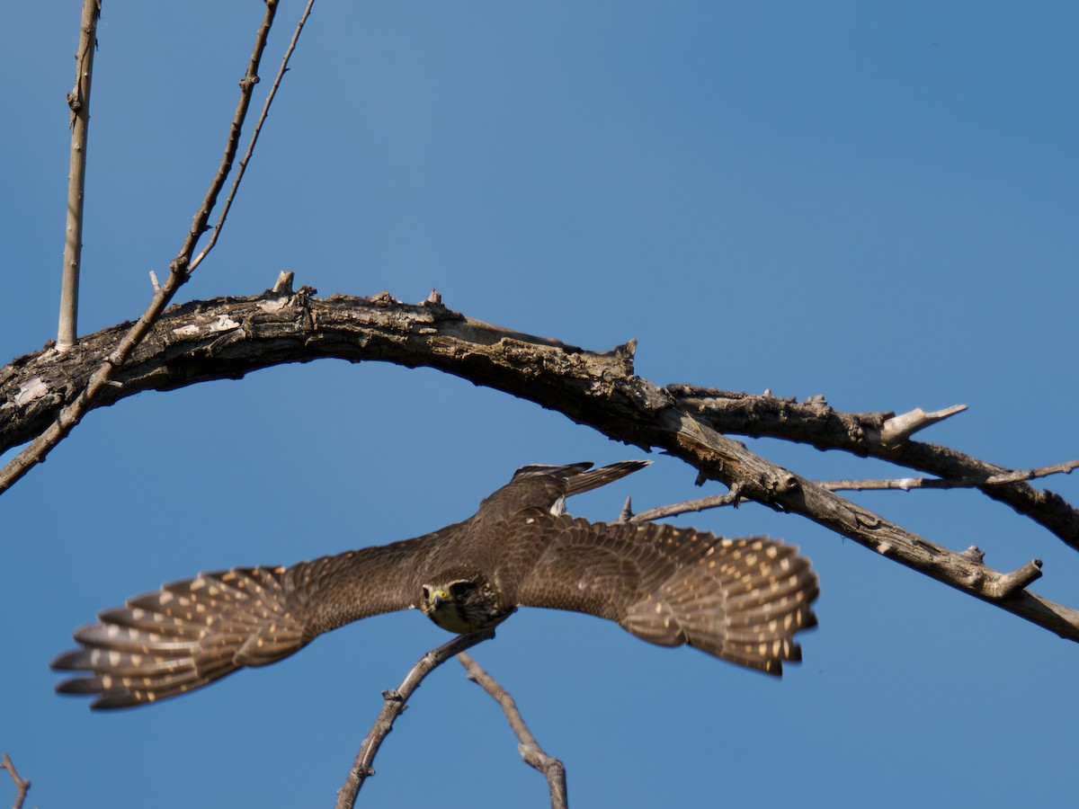 Merlin - ML646167554