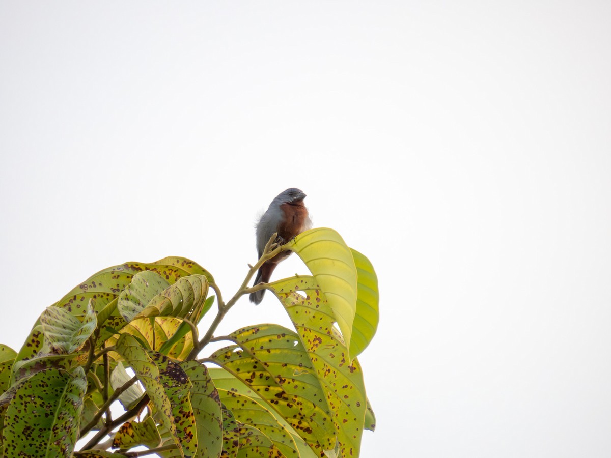 Chestnut-bellied Seedeater - ML646167560