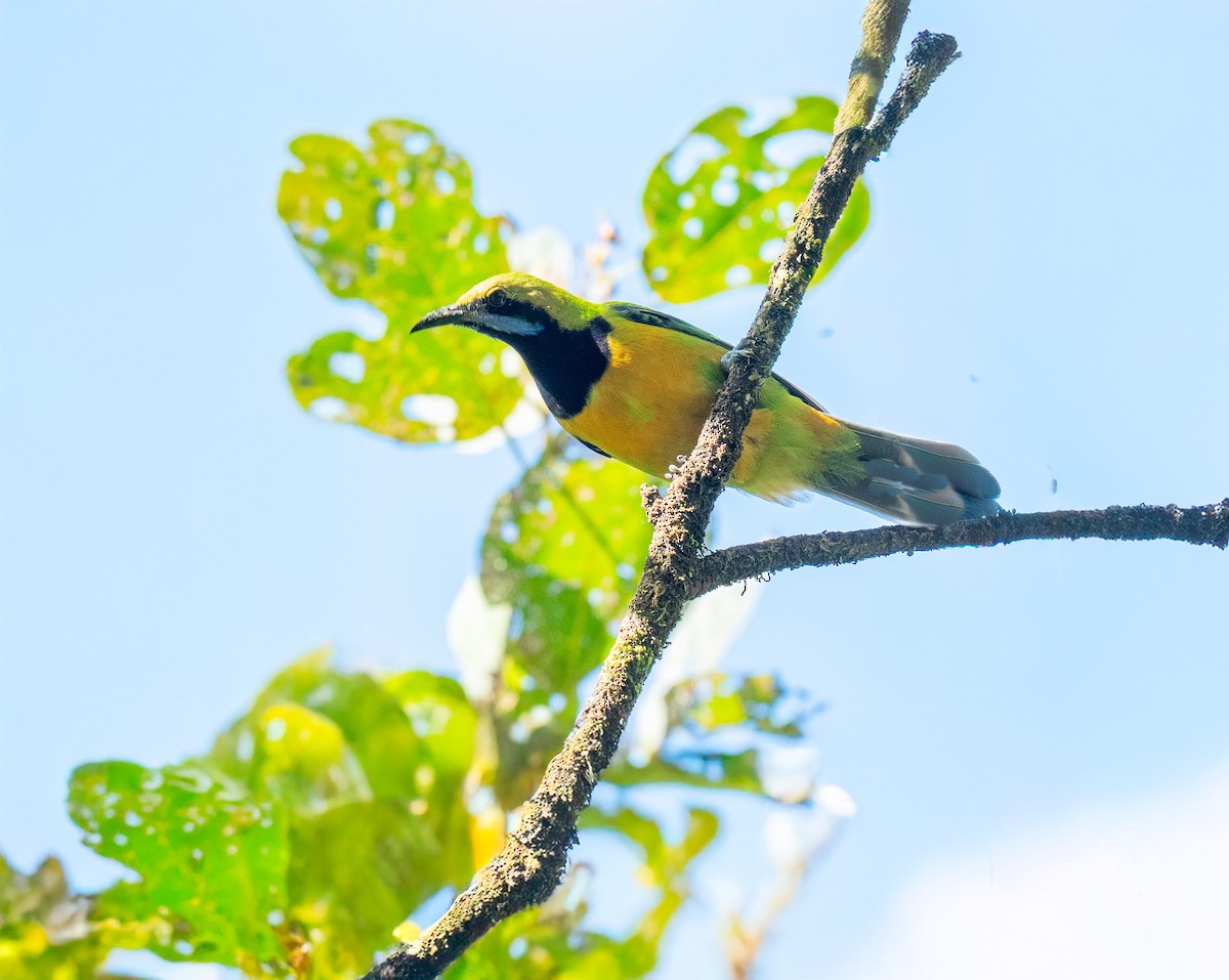 Orange-bellied Leafbird - ML646167582