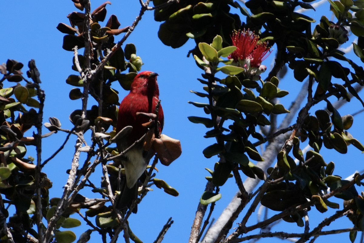 šatovník karmínový - ML646167583