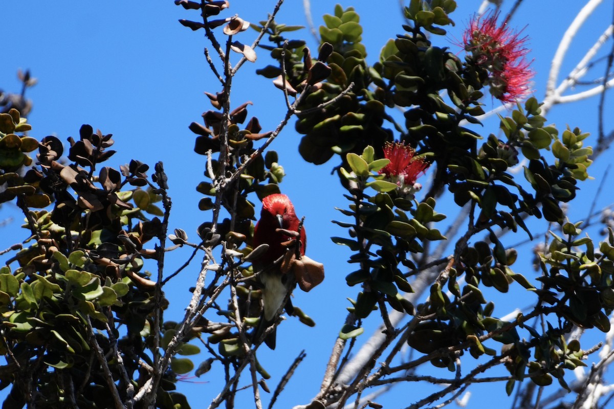 šatovník karmínový - ML646167584