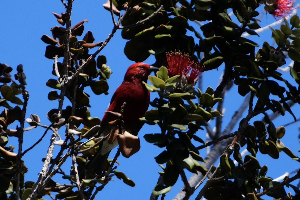 šatovník karmínový - ML646167585