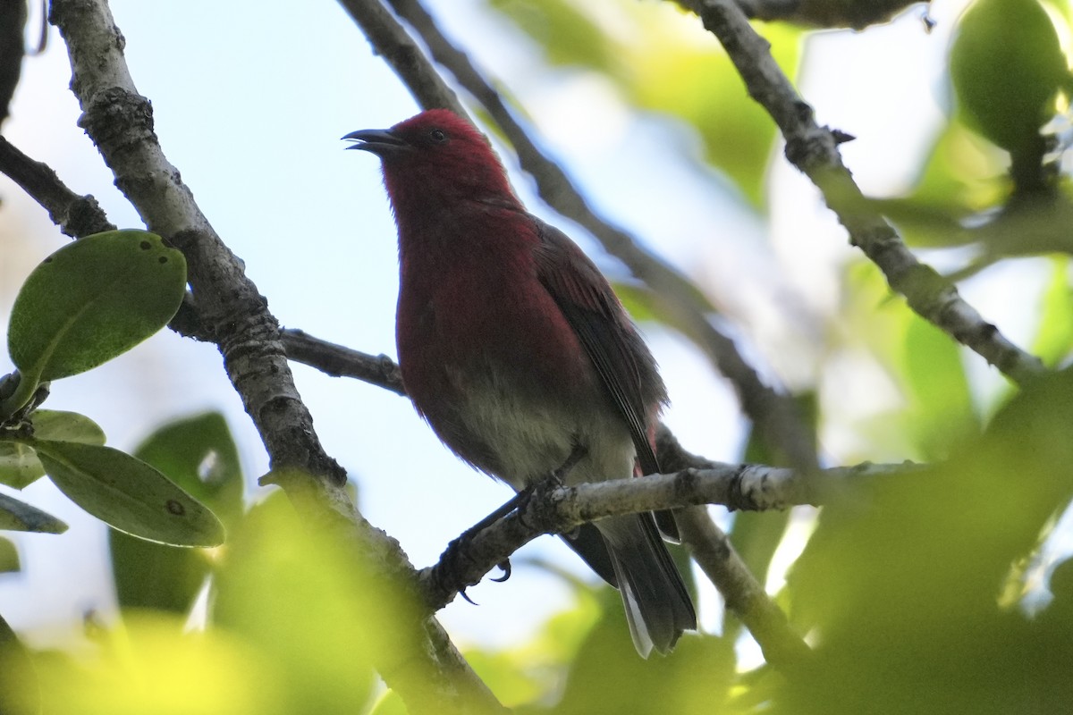 šatovník karmínový - ML646167586