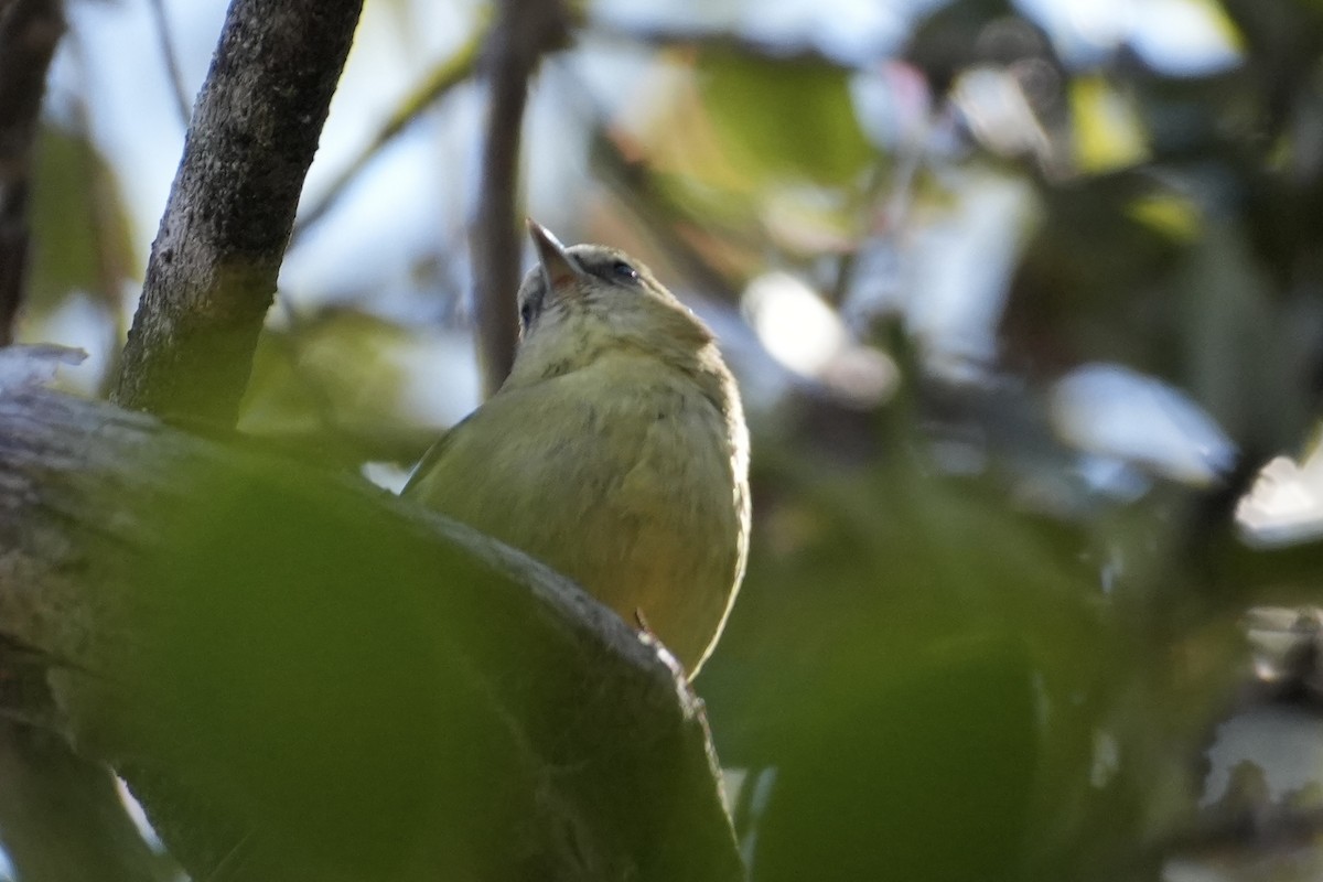 Hawaii Creeper - ML646167596