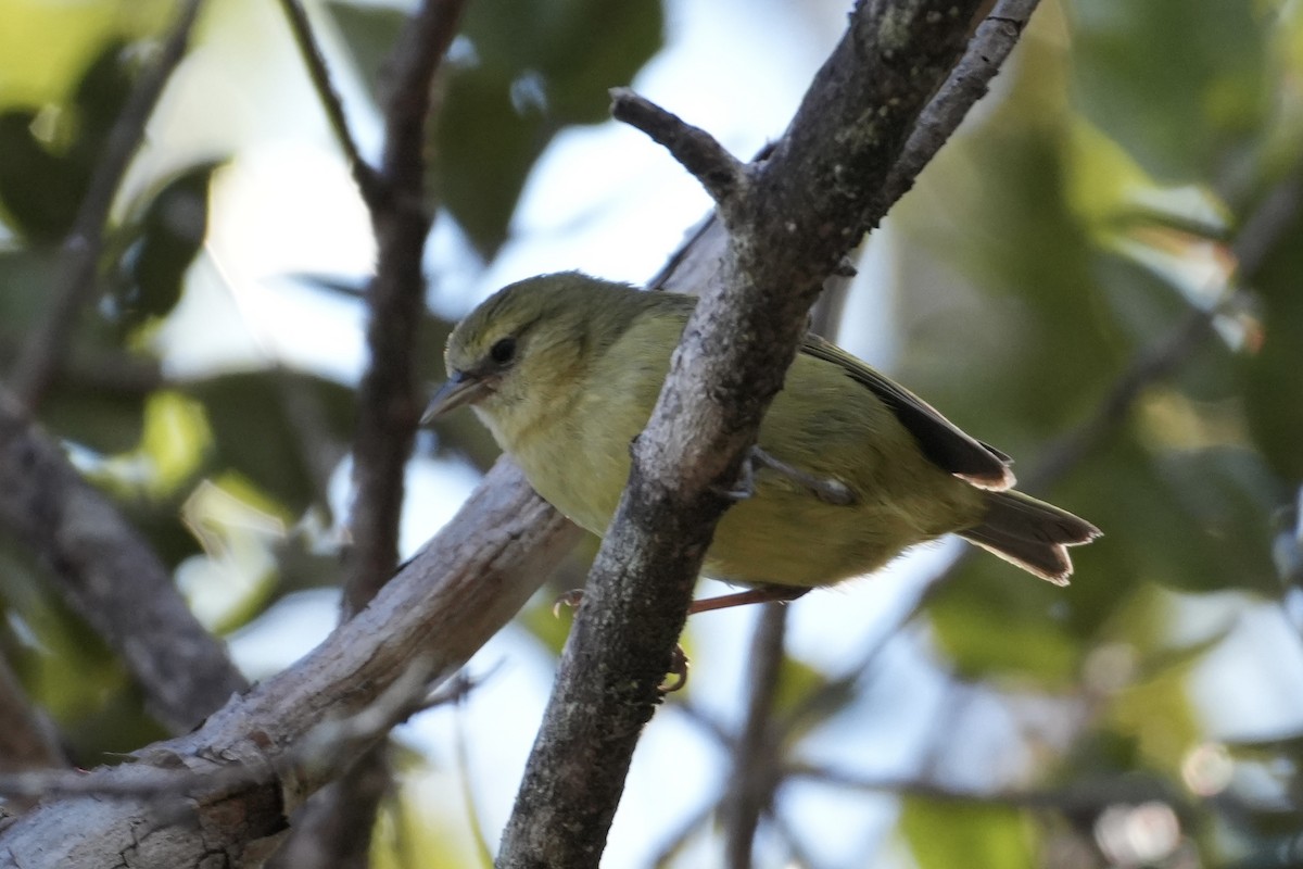 Hawaii Creeper - ML646167597