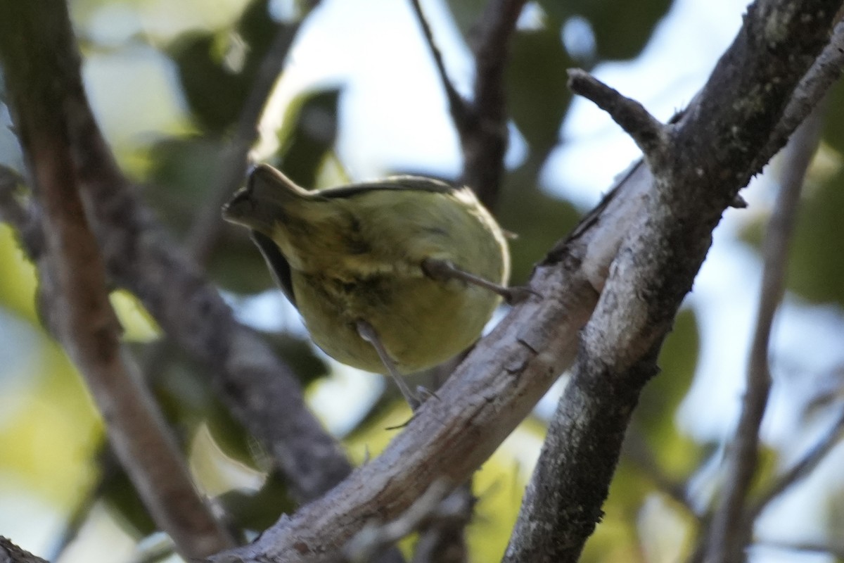 Hawaii Creeper - ML646167598