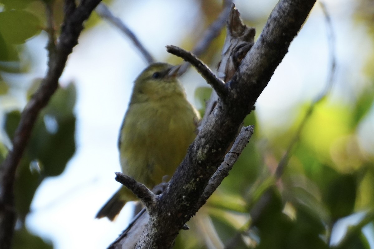 Hawaii Creeper - ML646167599