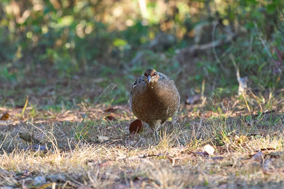 Mrs. Hume's Pheasant - ML646167603
