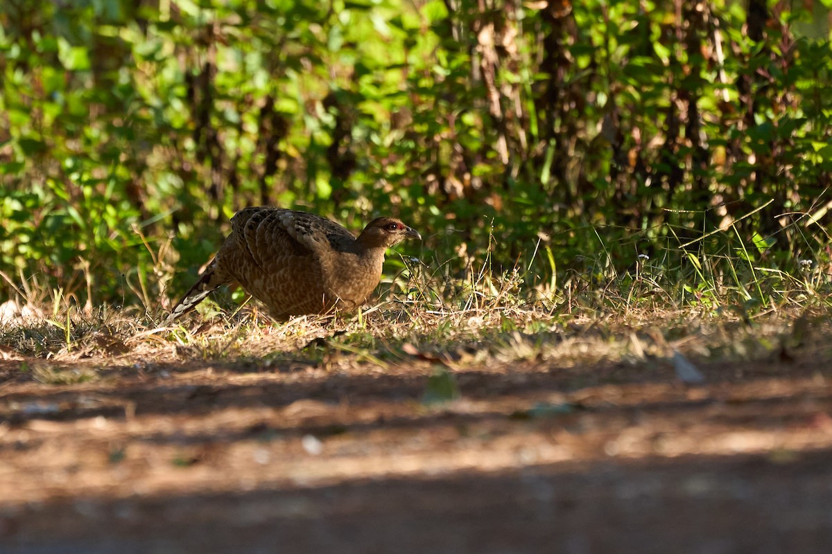 Mrs. Hume's Pheasant - ML646167604