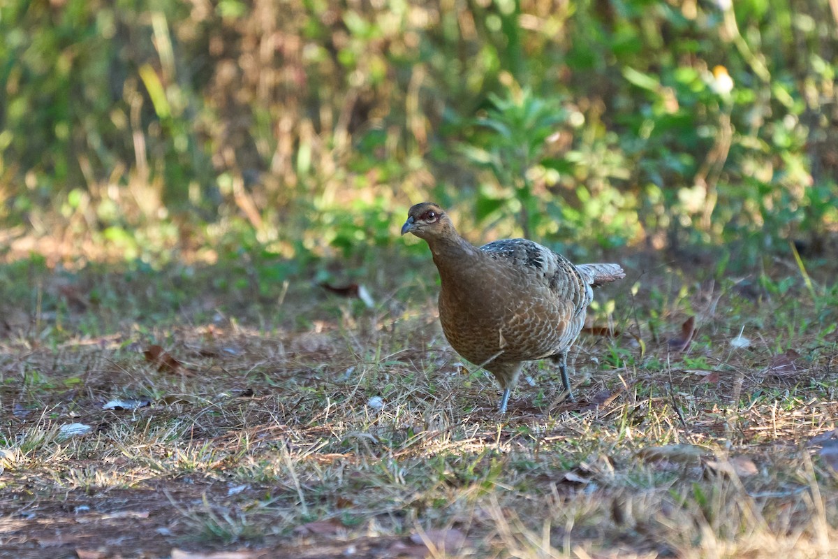 Mrs. Hume's Pheasant - ML646167605