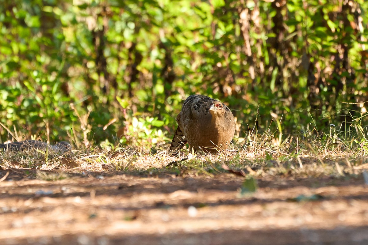 Mrs. Hume's Pheasant - ML646167606