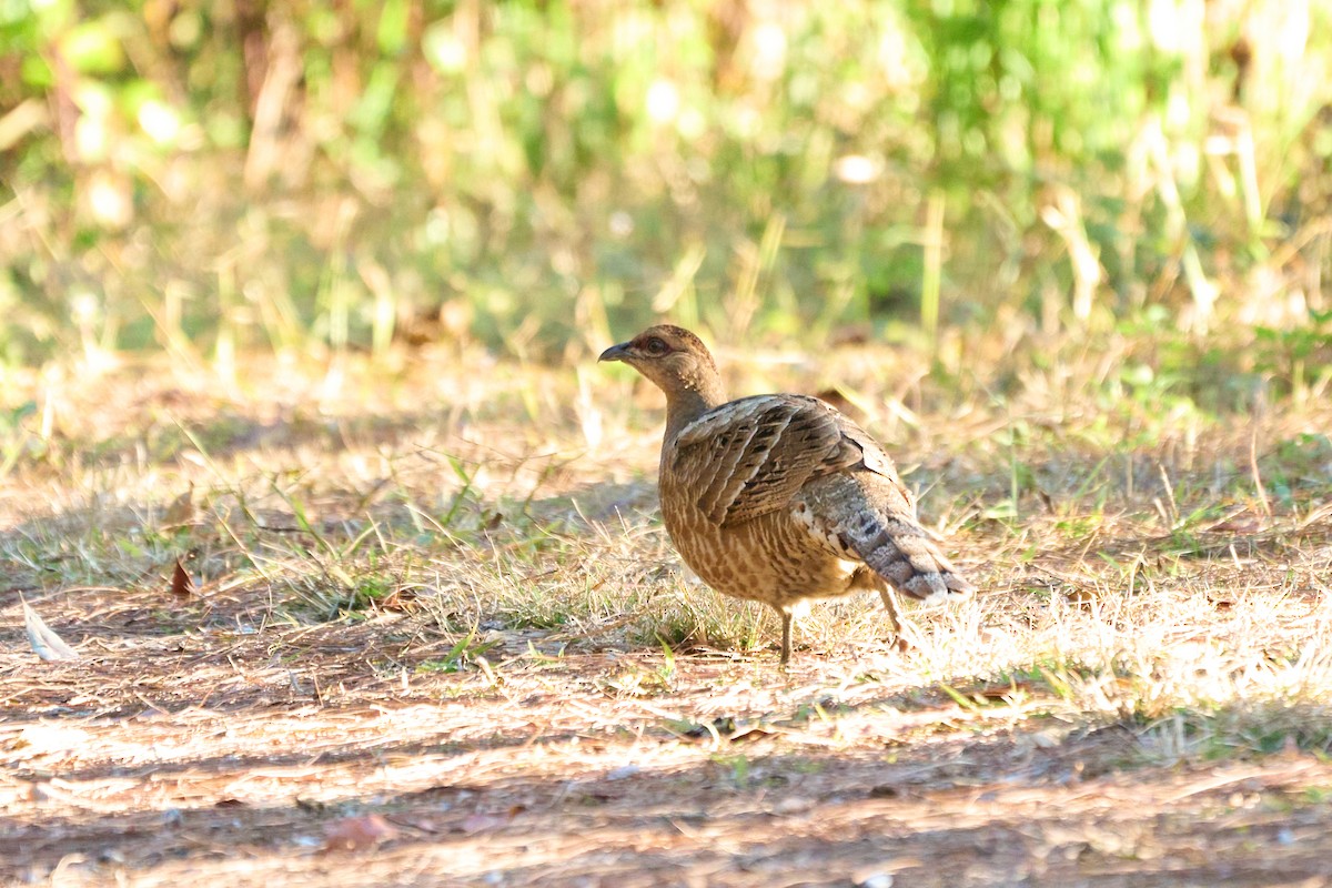 Mrs. Hume's Pheasant - ML646167607