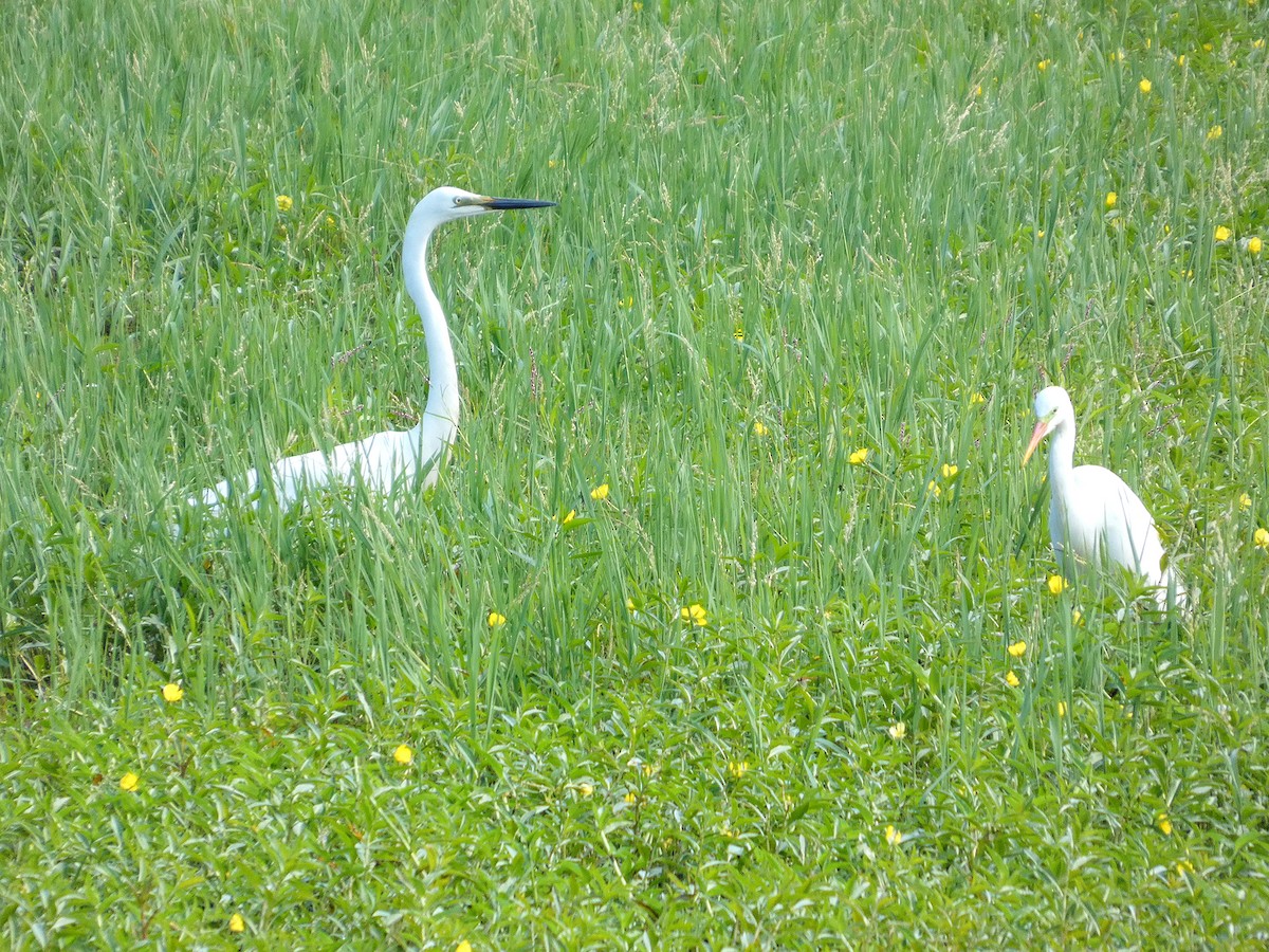 Great Egret - ML646167609