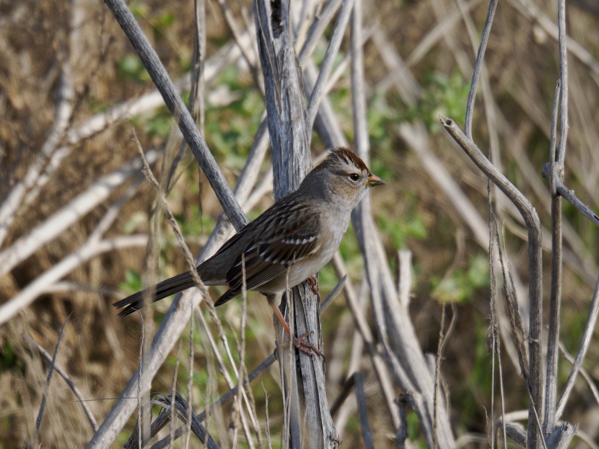 strnadec bělopásý - ML646167614